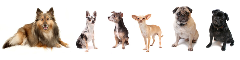 Group of small dogs on white background