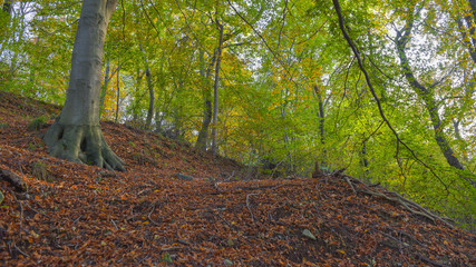 fantastico paesaggio del bosco in autunno, con alberi, betulle, larici con foglie gialle e arancioni © fotonaturali
