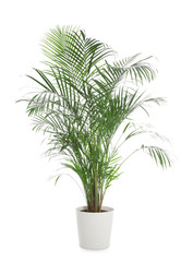 Pot with Ravenea rivularis plant isolated on white. Home decor