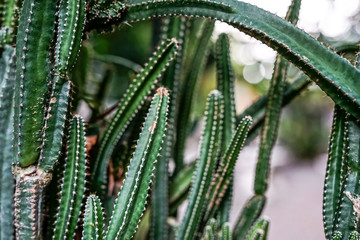 Closeup of many green cactus and bokeh