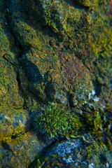 Lichen and moss on the rock. Creative background -  micro world builed by ecosystem of plants, fungus and algae.