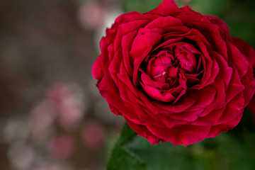 Red rose flower blooming in roses garden. Soft focus close-up shot.