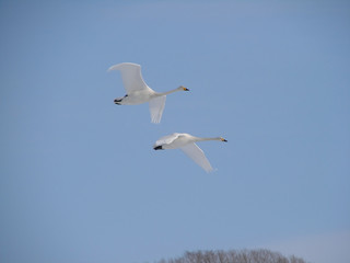 白鳥の飛行
