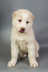 white puppy Alabai on a gray background, studio