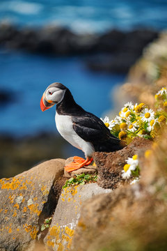Puffin in Iceland. Seabirds on sheer cliffs. Birds on the Westfjord in Iceland. Composition with wild animals. Bird - image