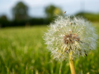 Pusteblume