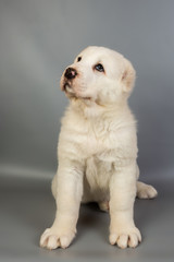 white puppy Alabai on a gray background, studio