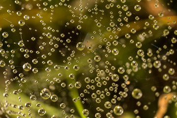 drops of dew on a spider web on a green background, the spider web in the water