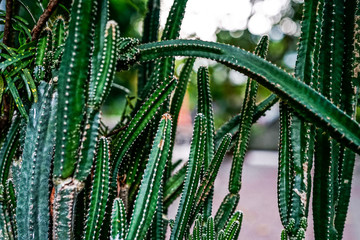 Closeup of many green cactus and bokeh