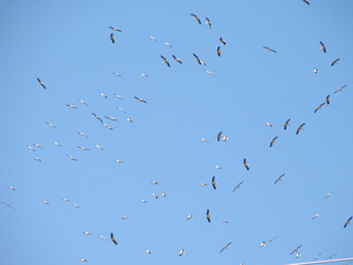 The movement of a flocks of birds in the sky,storks flying high in groups
