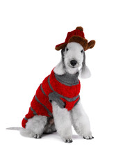 Bedlington Terrier dog dressed in a jacket and a hat for walking sitting in the studio