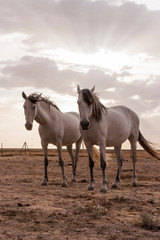 Obraz na płótnie Canvas HORS HORSE FREE IN THE FIELD WITH A NICE SKY