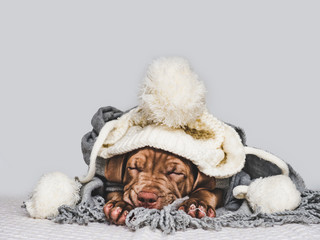Pretty, purebred puppy, wrapped up in a gray scarf and holding thermometer in his mouth. Close-up,...