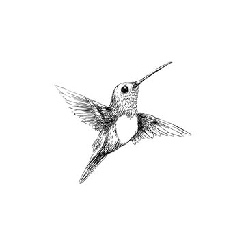 Humming bird with love shape chest design