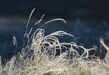 grass in hoarfrost on meadow