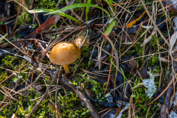 wild mushrooms growing in the grass and still covered by a layer of snow and ice