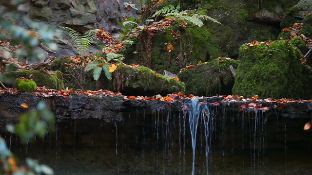 enchanted serene river stream in autumn forest schw&auml;bischer wald murrhardt germany