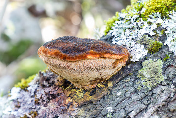 wild fungus growing on the trunk of an oak