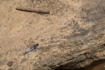 very old adult male chalky percher or ground skimmer