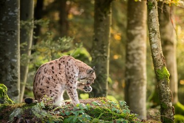 Lynx eurasien dans l& 39 environnement naturel, gros plan, Lynx lynx