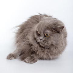 angry, hissing gray persian cat isolated on white background