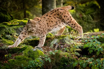 Fotobehang Euraziatische lynx in de natuurlijke omgeving, close-up, Lynx lynx © JAKLZDENEK
