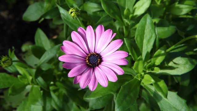Osteospermum 'Soprano Purple' (African Daisy) is rich lavender-purple daisy flowers adorned with sapphire blue eyes