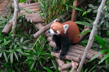 Cute and lovely red panda in Hong Kong