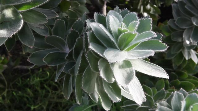 Lambs' ears is a well-known ground-covering perennial, popular for its soft, fluffy foliage.