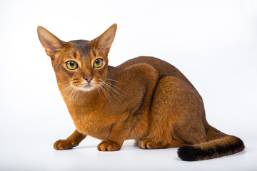 Abyssinian cat isolated on a white background studio photo