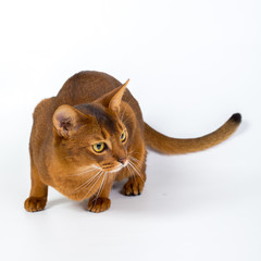 Abyssinian cat isolated on a white background studio photo