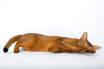 Abyssinian cat isolated on a white background studio photo