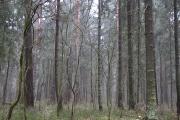 Trees without leaves in misty autumn forest in gloomy day