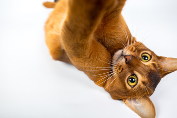 Abyssinian cat plays isolated on a white background studio photo
