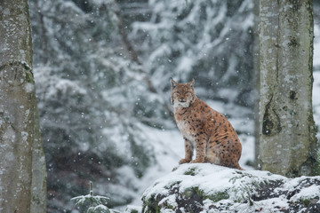 Eurasian lynx in the natural environment, close up, Lynx lynx