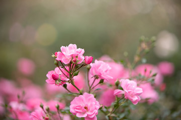 バラの花　千葉県八千代市　日本