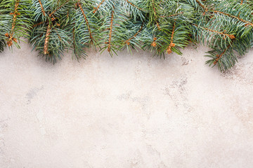 Green fir branches on grey background
