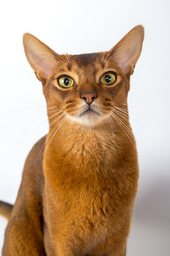 Abyssinian cat isolated on a white background studio photo