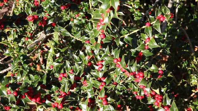 Viscum cruciatum, commonly called the red-berry mistletoe, is a species of mistletoe in the family Santalaceae