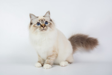 Sacred Birman Cat, birma isolated on a white background, studio photo