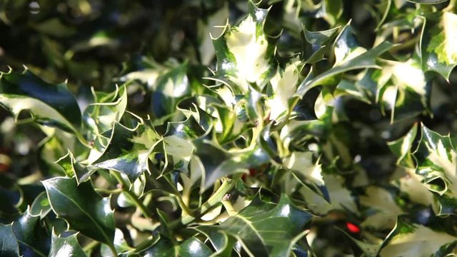 Viscum cruciatum, commonly called the red-berry mistletoe, is a species of mistletoe in the family Santalaceae