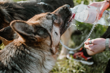 German Shepherd Dog drinking water from bottle in owner hands on summer day. Close up watering a dog