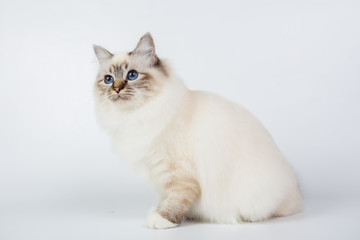 Sacred Birman Cat, birma isolated on a white background, studio photo