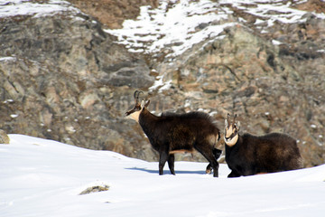 The chamois on the snow in the Gran Paradiso park