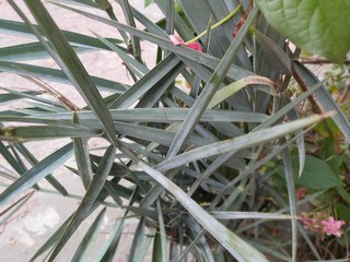 Leaves Of Date Palm Tree