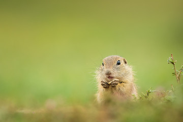 Naklejka na ściany i meble Cute ground squirrel in the natural environment, wildlife, natural habitat, Europe, Spermophilus citellus, close up