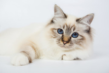 Obraz premium Sacred Birman Cat, birma isolated on a white background, studio photo