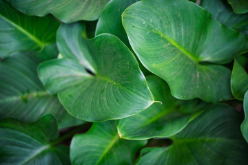 Close up shot of leaves of plant