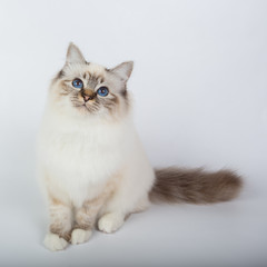 Sacred Birman Cat, birma isolated on a white background, studio photo