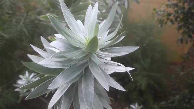 Leucadendron argenteum also known as silver tree is an endangered plant species in the family Proteaceae
